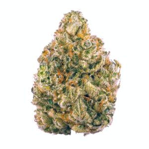 Durban Biscotti Cannabis Strain 40% THC