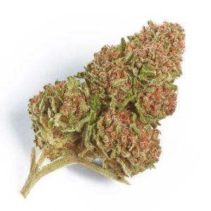 Northern Lights Cannabis Strain 16% - 21% THC